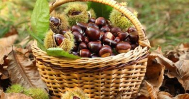 La castagna, tipica delle sere di novembre.