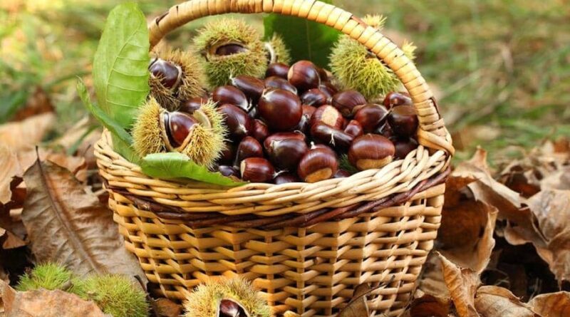 La castagna, tipica delle sere di novembre.