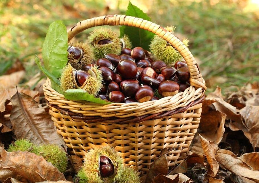 La castagna, tipica delle sere di novembre.