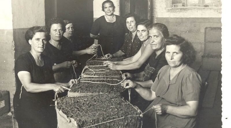 Tabacchine del Salento, proseguono il loro incessante lavoro.