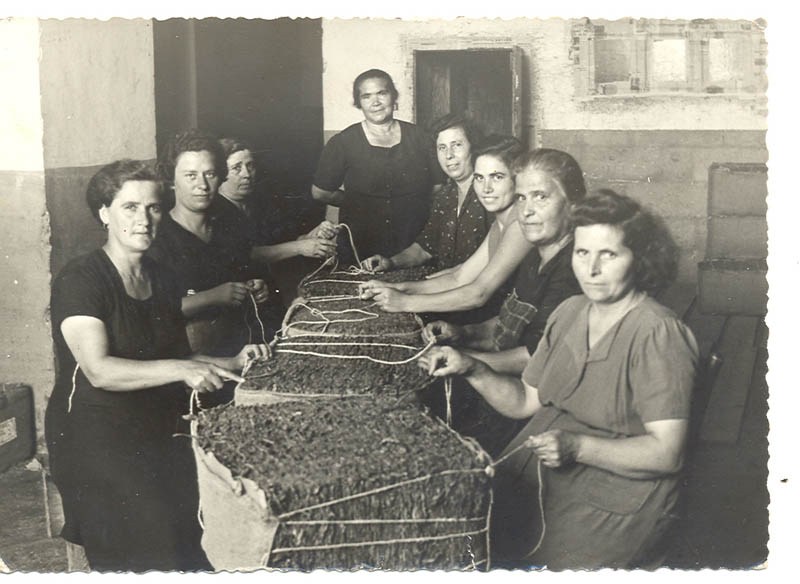 Tabacchine del Salento, proseguono il loro incessante lavoro.