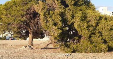 Albero del tempo, si trova presso la spiaggia della "Triglia" a Porto Cesareo.