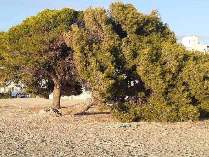 Albero del tempo, si trova presso la spiaggia della "Triglia" a Porto Cesareo.
