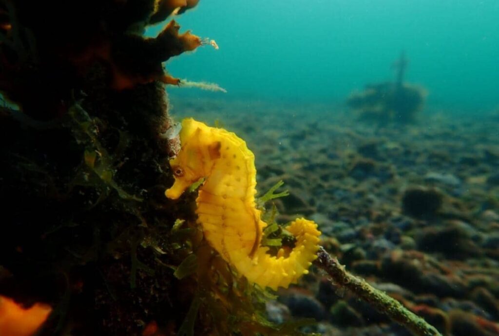 Cavalluccio marino nel mar Piccolo di Taranto