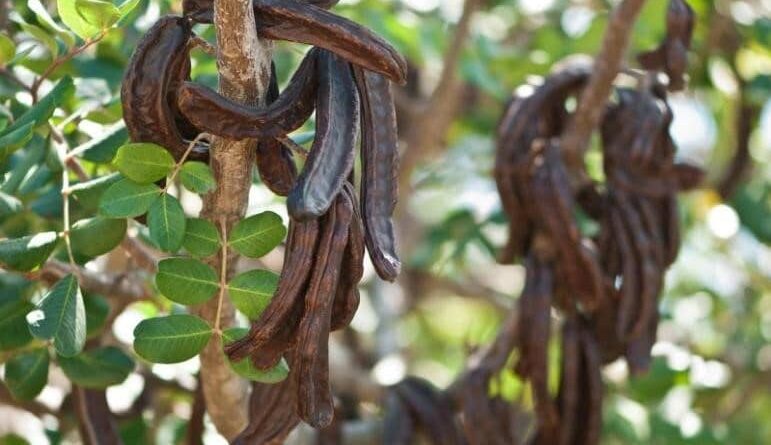 La cornula, carrubo in italiano