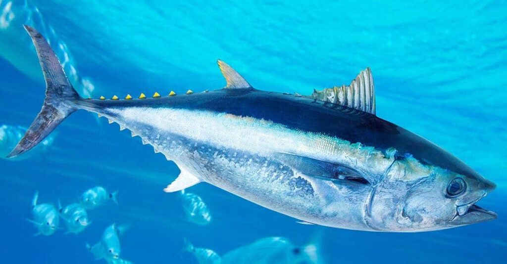 La Pesca dei tonni