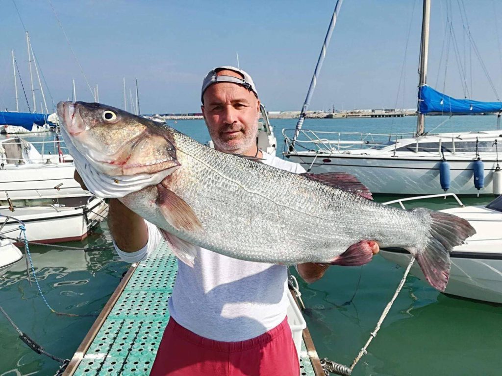 La spigola o branzino