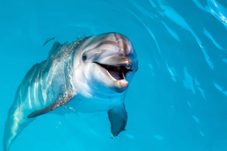 I Pescatori di Porto Cesareo e il problema dei delfini