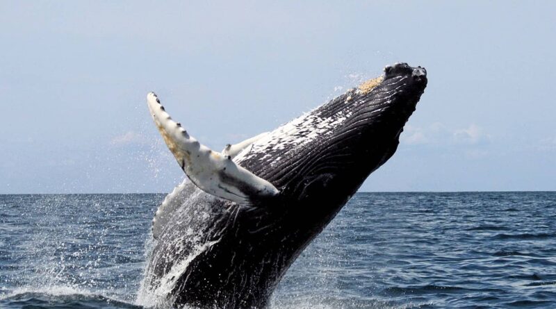 Storie di mare da Porto Cesareo con Antimo Rizzello
