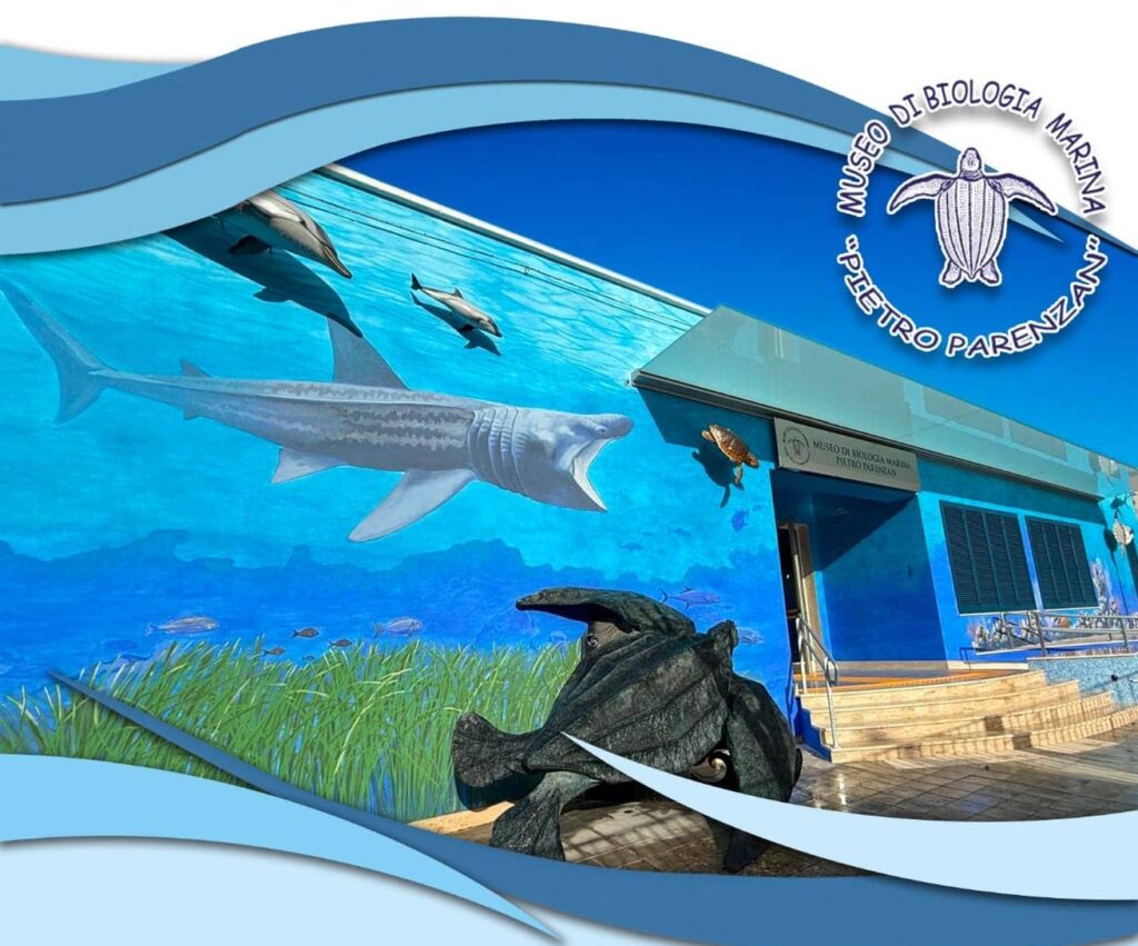 Il Museo di biologia marina a Porto Cesareo riapre il 19 dicembre 2024