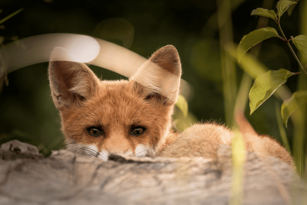 La Fauna nel Salento (bosco d'Arneo)