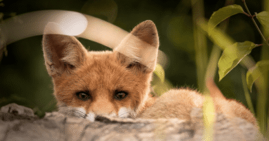 La Fauna nel Salento (bosco d'Arneo)