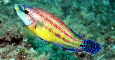 La lappana del Salento: esemplare di tordo pavone