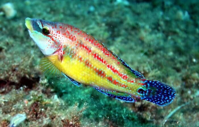 La lappana del Salento: esemplare di tordo pavone