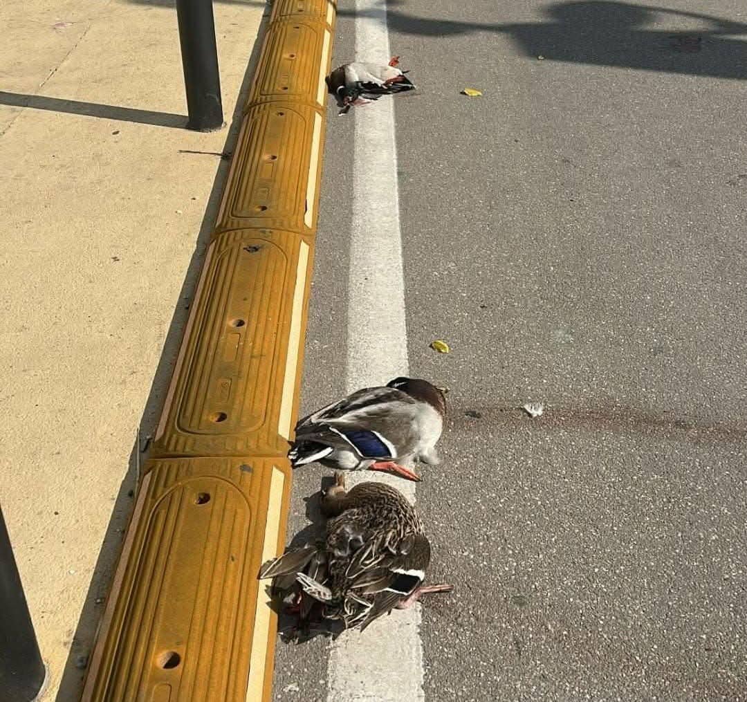 Germani reali uccisi a Porto Cesareo: allarme e denuncia della LIPU