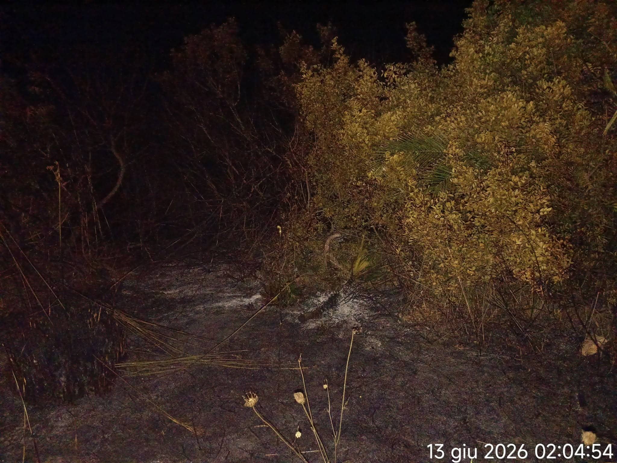 Punta Prosciutto in fiamme: circa 30 ettari andati distrutti!