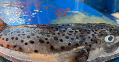 Pesce palla maculato nelle acque di Porto Cesareo
