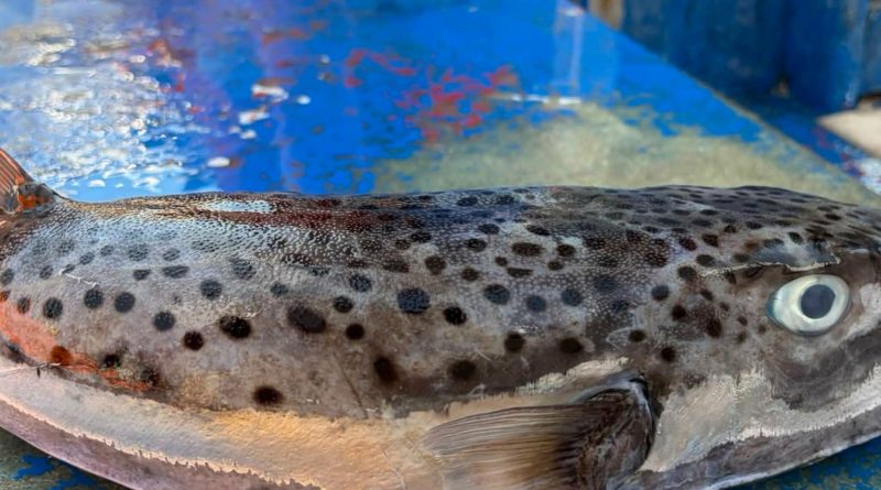 Pesce palla maculato nelle acque di Porto Cesareo