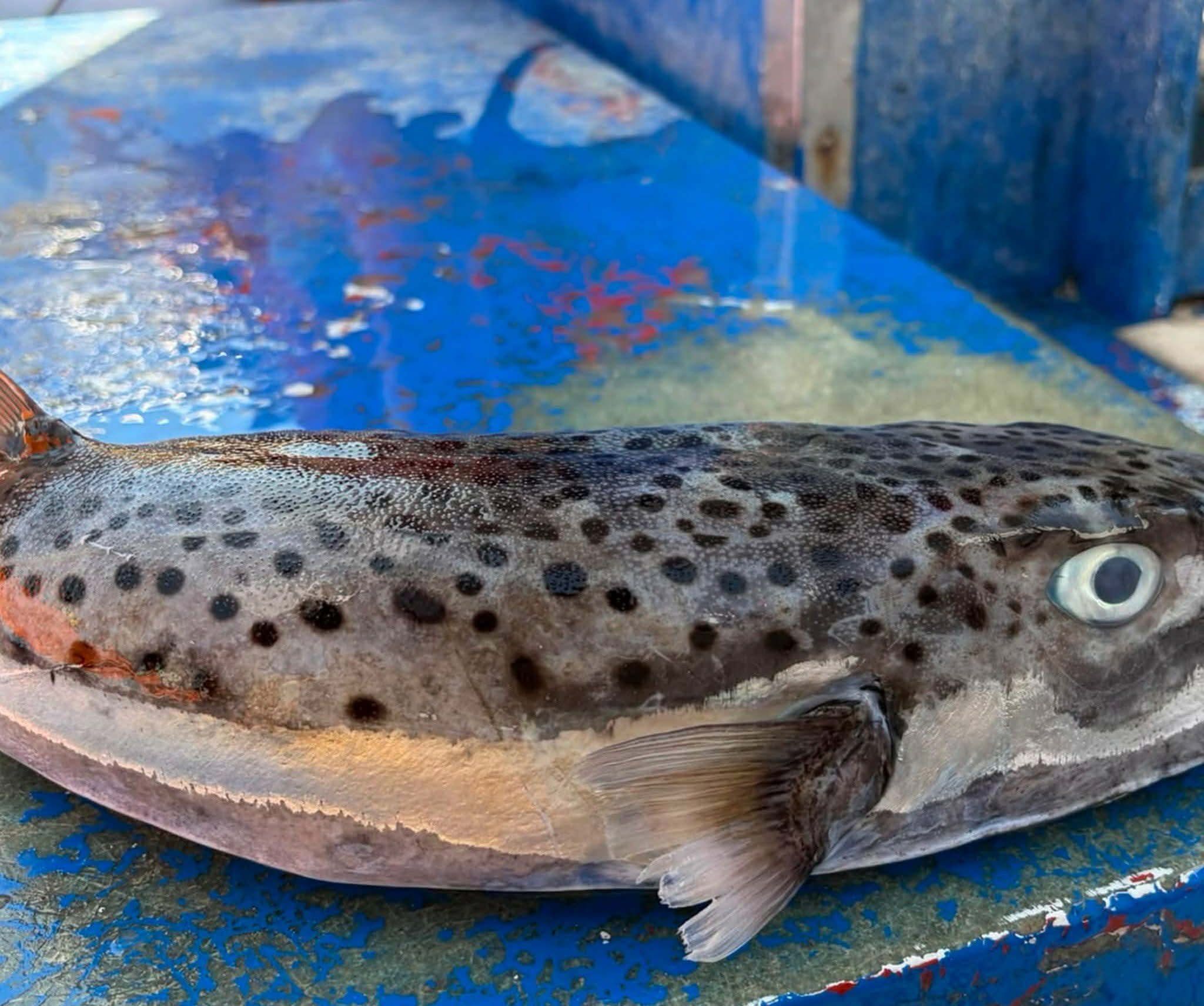Pesce Palla Maculato rinvenuto nelle acque dell’AMP Porto Cesareo: è potenzialmente letale!