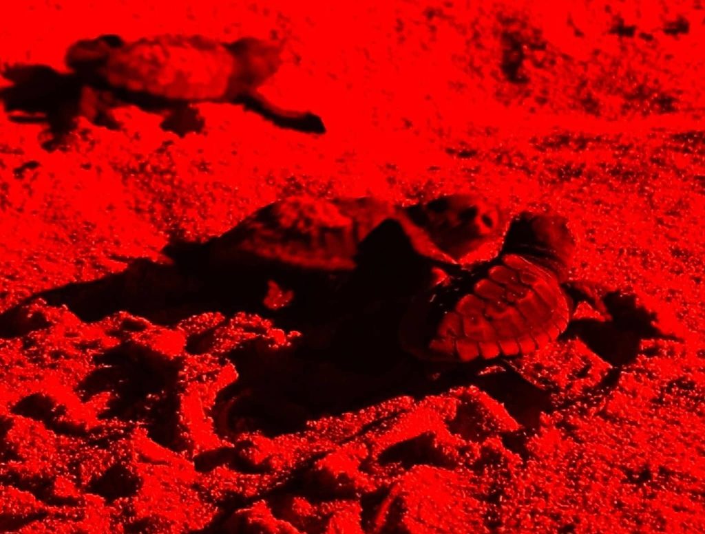 50 Caretta caretta nate a Porto Cesareo