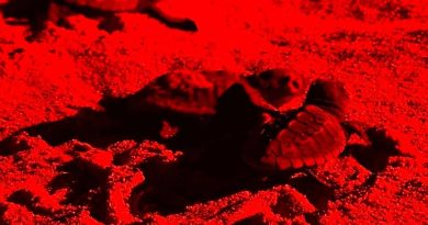 50 Caretta caretta nate a Porto Cesareo