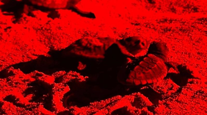 50 Caretta caretta nate a Porto Cesareo
