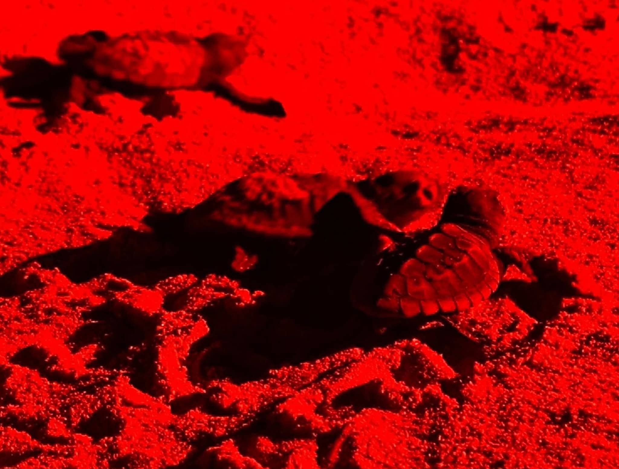 50 Caretta caretta a Porto Cesareo: le immagini dei loro primi passi
